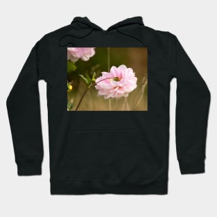 clb pink dahlia Hoodie